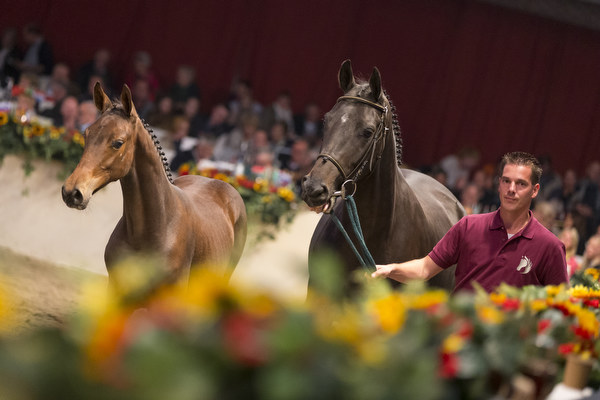 Limburgse Veulenveiling 2014 © DigiShots