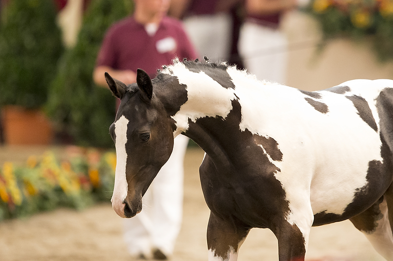 Limburgse Veulenveiling 2015© DigiShots