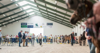 Veulenveiling Den Hout